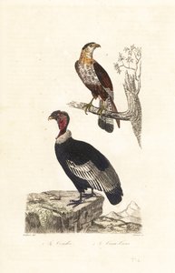 Andean condor and southern crested caracara