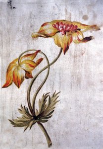 Anemone by Unbekannter Künstler