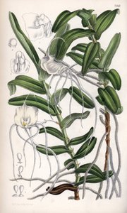 Angraecum germinyanum, Madagasvar white orchid. Named after Count Adrien de Germiny, France. Drawing by Matilda Smith (1854-1926), Lithography by J.N. Fitch in Curtis Botanical Magazine, by Joseph Dalton Hooker, published in London, England, by L. Reeve by Unbekannter Künstler