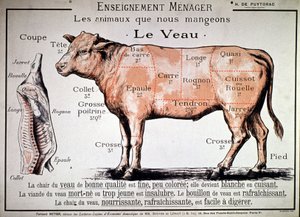 Animals That We Eat: The Calf, c. 1910 by Unbekannter Künstler