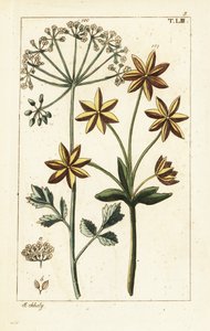 Anise or aniseed, Pimpinella anisum