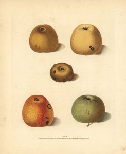 Apple varieties, Malus domestica: Franklin