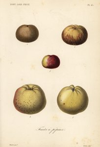 Apple Varieties