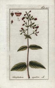 Aquatic Scrophular, Scrophularia aquatica by Unbekannter Künstler