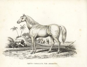 Arabian or Arab horse, Equus caballus var. arabicus by Unbekannter Künstler