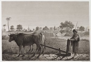 Arable Farming, Ploughing Ploughing with oxen, Egypt, c 1798