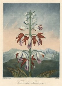Asian Orchid Variety, extracted from The Temple of Flora, by Dr. Robert Thornton by Unbekannter Künstler