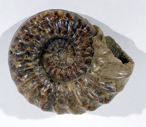 Asteroceras Obtusum (Ammonite) Found in Lyme Regis, Dorset, Lower Jurassic Period by Unbekannt