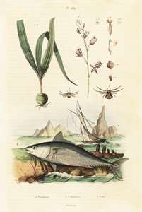 Atlantic Bluefin Tuna and Belitia Orchid by Unbekannter Künstler