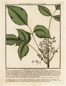 Atlantic poison oak, Toxicodendron pubescens by Unbekannter Künstler