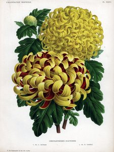Autumn chrysanthemum hybrids: M. C. Orchard has large yellow flower and crimson and M. H.Cannell has large yellow flower