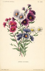 Autumnal asters: Aster novae angliae var. Constance, Aster novae angliae var. Ruber, Aster novae angliae var. Bowman, Aster amygdalinus, and Aster novi belgii Robert Parker. Chromolithograph by Pieter de Pannemaeker after an illustration by Alice Rodigas f