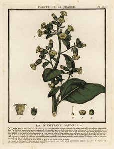 Aztec tobacco, Nicotiana rustica by Unbekannter Künstler