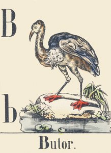 Bittern, c1880-1900