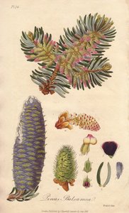 Balsam Fir (Abies balsamea) - Strong Water by William Clarke to illustrate Medical Botanical, Description of the Medicinal Plants of London, Edinburgh and Dublin by John Stephenson and James Morss Churchill by Unbekannter Künstler
