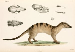 Banded Palm Civet, Indonesia by Unbekannter Künstler