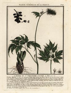 Baneberry, Actaea spicata by Unbekannter Künstler