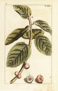 Banyan fig branch with fruit, Ficus benghalensis