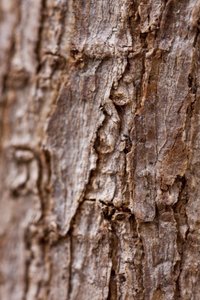 Bark II by Unbekannter Künstler