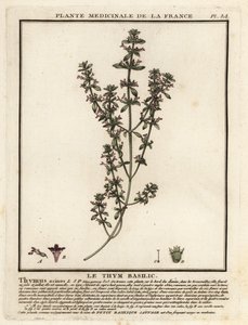 Basil Thyme, Clinopodium Acinos by Unbekannter Künstler
