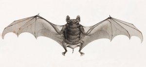 Bats in Egypt by Unbekannt