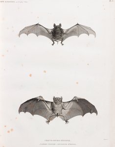 Bats in Egypt