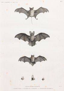 Bats in Egypt by Unbekannt