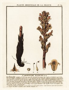 Bedstraw Broomrape; Orobanche Caryophyllacea by Unbekannter Künstler