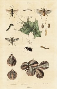 Beetle, sawfly and lamp shells