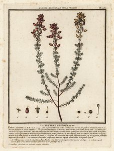 Bell heather, Erica cinerea by Unbekannter Künstler