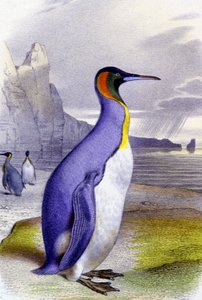 Big Penguin