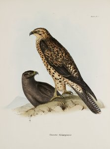 Birds of Prey, Galapagos Islands, c. 1832-1836