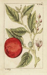 Bitter orange or Seville orange, Citrus x aurantium by Unbekannter Künstler