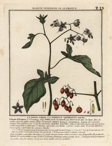 Bittersweet nightshade, Solanum dulcamara by Unbekannter Künstler