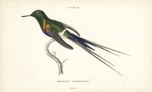 Black-bellied Thorntail, Discosura langsdorffi (Naturalist