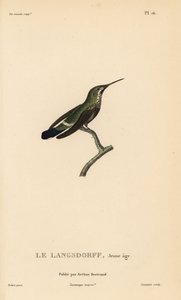 Black-bellied thorntail, immature by Unbekannter Künstler