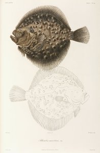 Black Sea turbot by Unbekannt