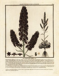 Black False Hellebore, Veratrum nigrum by Unbekannter Künstler