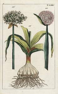 Black Garlic and Onion by Unbekannter Künstler