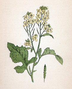 Black Mustard by Unbekannter Künstler
