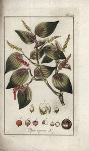 Black Pepper Dish, Piper nigrum by Unbekannter Künstler