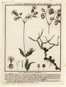 Bladder campion, Silene vulgaris by Unbekannter Künstler