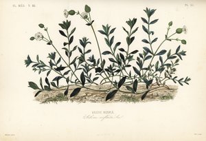 Bladder campion