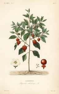 Bladder cherry or Chinese lantern by Unbekannt