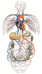 Blood Circulation, c. 1880 (Print) by Unbekannter Künstler