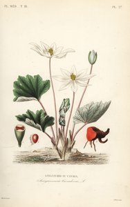 Bloodroot by Unbekannt