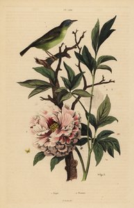 Blue-headed fantail, Rhipidura cyaniceps and peony, Paeonia suffruticosa by Unbekannt