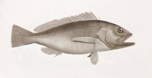 Bodian Melanure (close up)