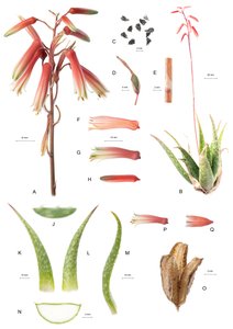 Aloe by Unbekannt