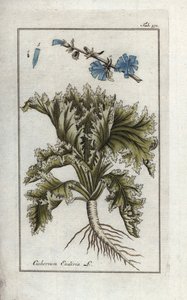 Endive, Cichorium endivia by Unbekannter Künstler
